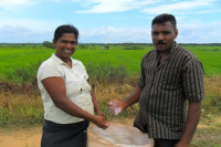 Sri Lankan rice farmers