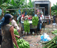 2012_4_3_Packing bananas in Mexico