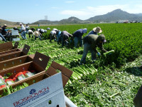 2012_6_1_Celery harvesters