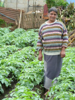 Swarna Hettiarachchi ha sido una agricultora por 35 años y una socia del sucursal Ruwaneliya de la Cooperativa de Mujeres desde que se estableció por primera vez hace nueve años. Su esposo y uno de sus dos hijos también trabajan en su granja de cinco acres, mientras que su otro hijo trabaja en la granja de un vecino. Se han diversificado sus cultivos con papas, zanahorias, puerros, remolacha y repollo. Recientemente, Swarna obtuvo un préstamo de LKR 100.000 (900 dólares) para expandir su cultivo de la papa, la mayoría de que se venderá como semilla a un centro de investigación del gobierno.