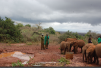 SACCOs Positioned to Expand Financial Inclusion for Refugees in Kenya, New Report Finds