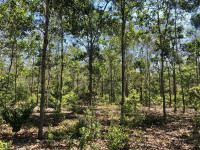 Reforestation on the Cooperación Verde property