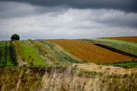 Volodymyr Tsikhotskyi's farmland (Courtesy: USAID Ukraine)